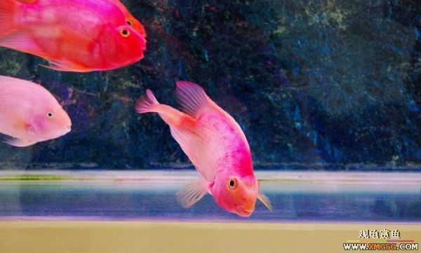 [ԭ��]������