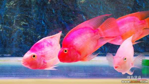 [ԭ��]������