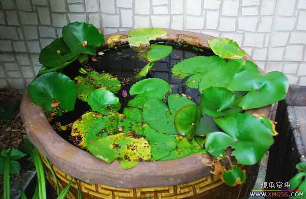 [ԭ��]������