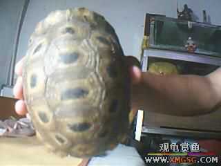 ����ֻ��½���루ͼ��