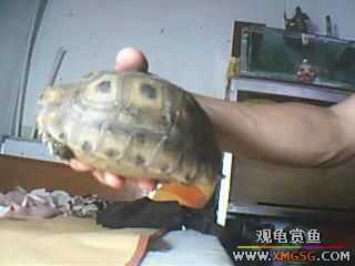 ����ֻ��½���루ͼ��