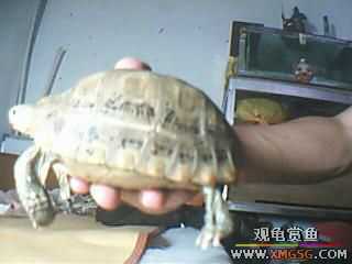 ����ֻ��½���루ͼ��