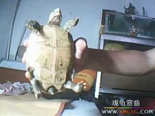 ����ֻ��½���루ͼ��