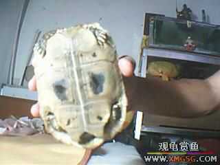 ����ֻ��½���루ͼ��