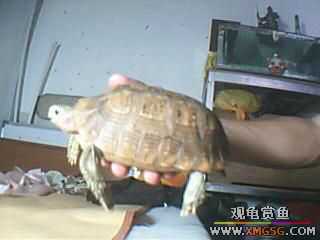 ����ֻ��½���루ͼ��