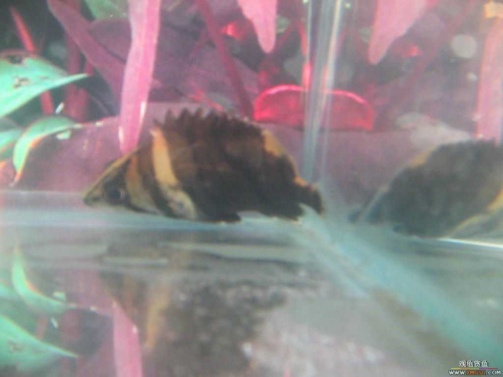 [�̼�]������֮�� ����·