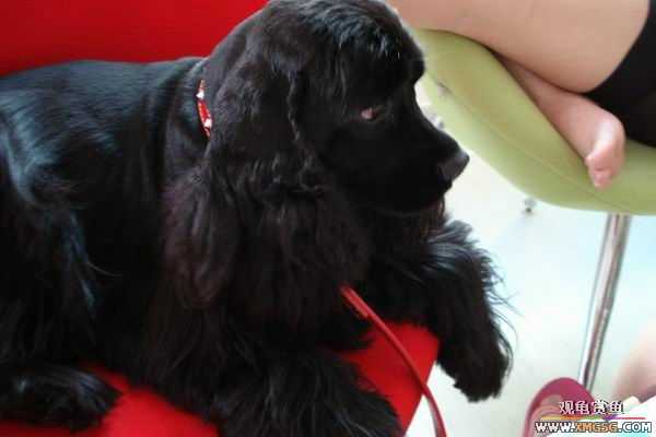 [ԭ��]6.30����������Ӱ�μ�~