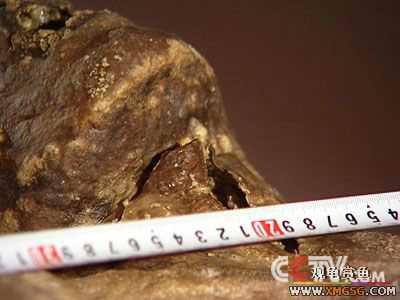 [ת��]�߽���ѧ����ʬ�հ� �ҿ�Ůʬ����ԭ��(��ͼ)