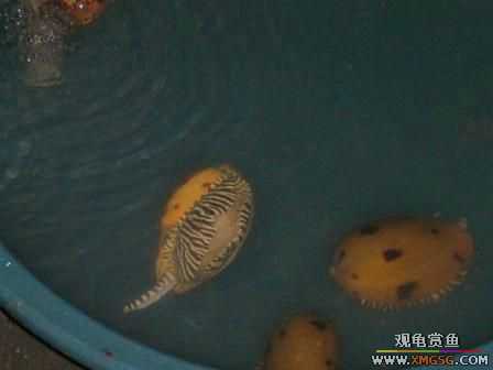 �ܵܿ��Ϲ�����ȫ��һ��ȥ�ƣ�