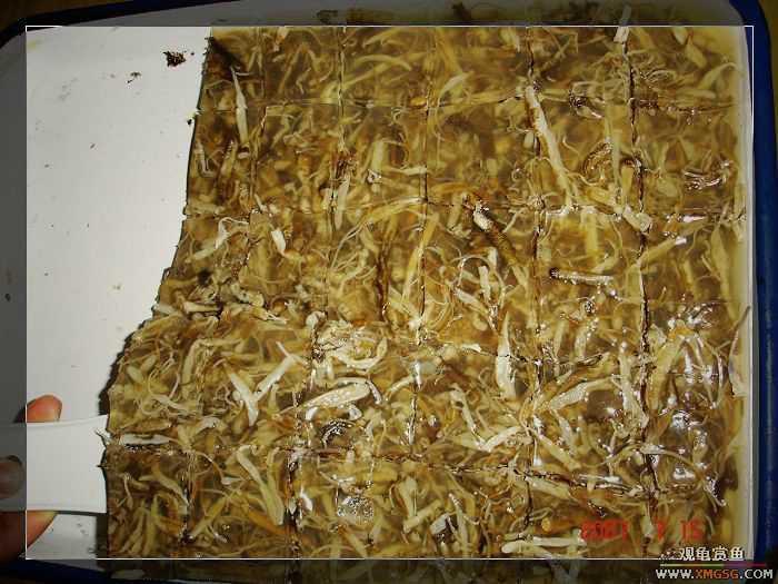 [�Ƽ�]2007��7��15��FB�ۼ���