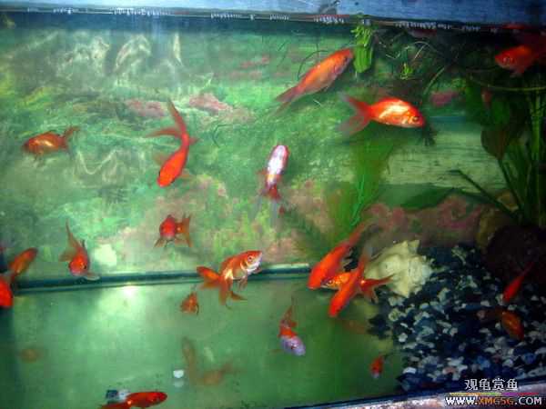 [ԭ��]�Ჴ���������