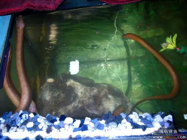 [ԭ��]�Ჴ���������