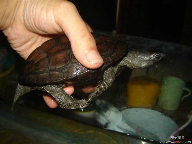 [����]5.2������ī�꣬���ǳ�����ҩ��