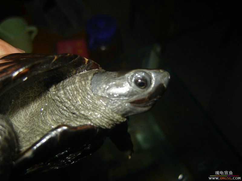 [����]5.2������ī�꣬���ǳ�����ҩ��