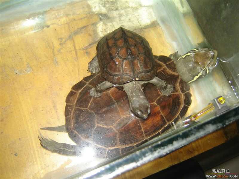 [����]5.2������ī�꣬���ǳ�����ҩ��