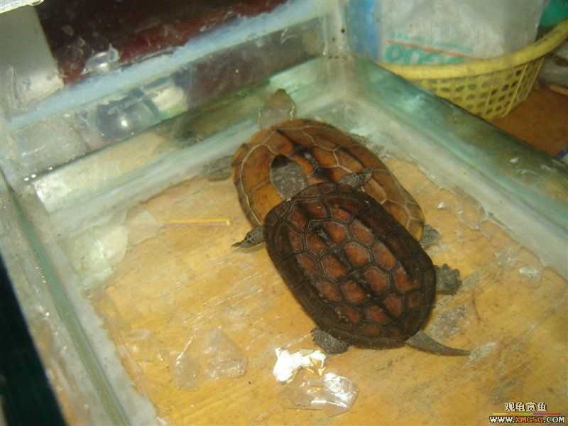 [����]5.2������ī�꣬���ǳ�����ҩ��