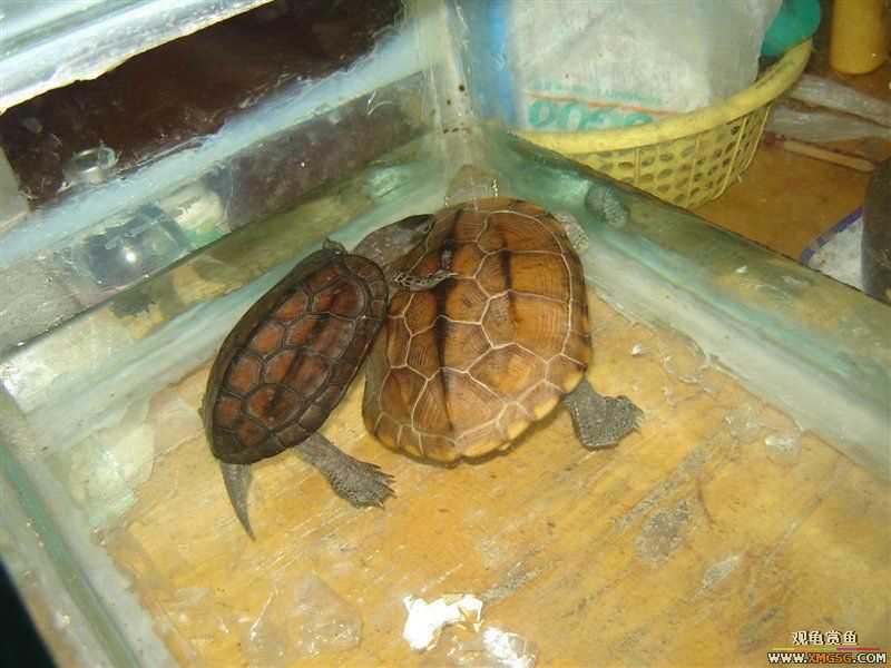 [����]5.2������ī�꣬���ǳ�����ҩ��