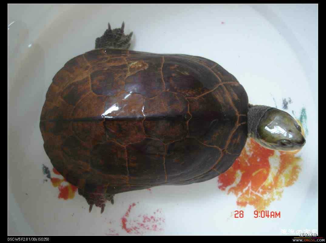 [��]070102 ���ˮ��Ұ��С����