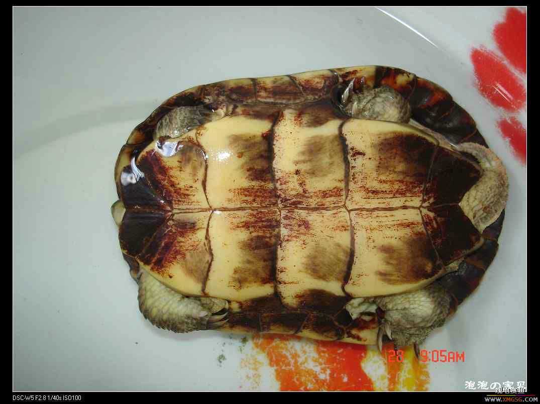 [��]070102 ���ˮ��Ұ��С����