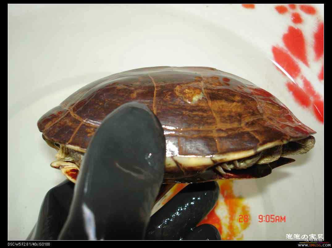 [��]070102 ���ˮ��Ұ��С����