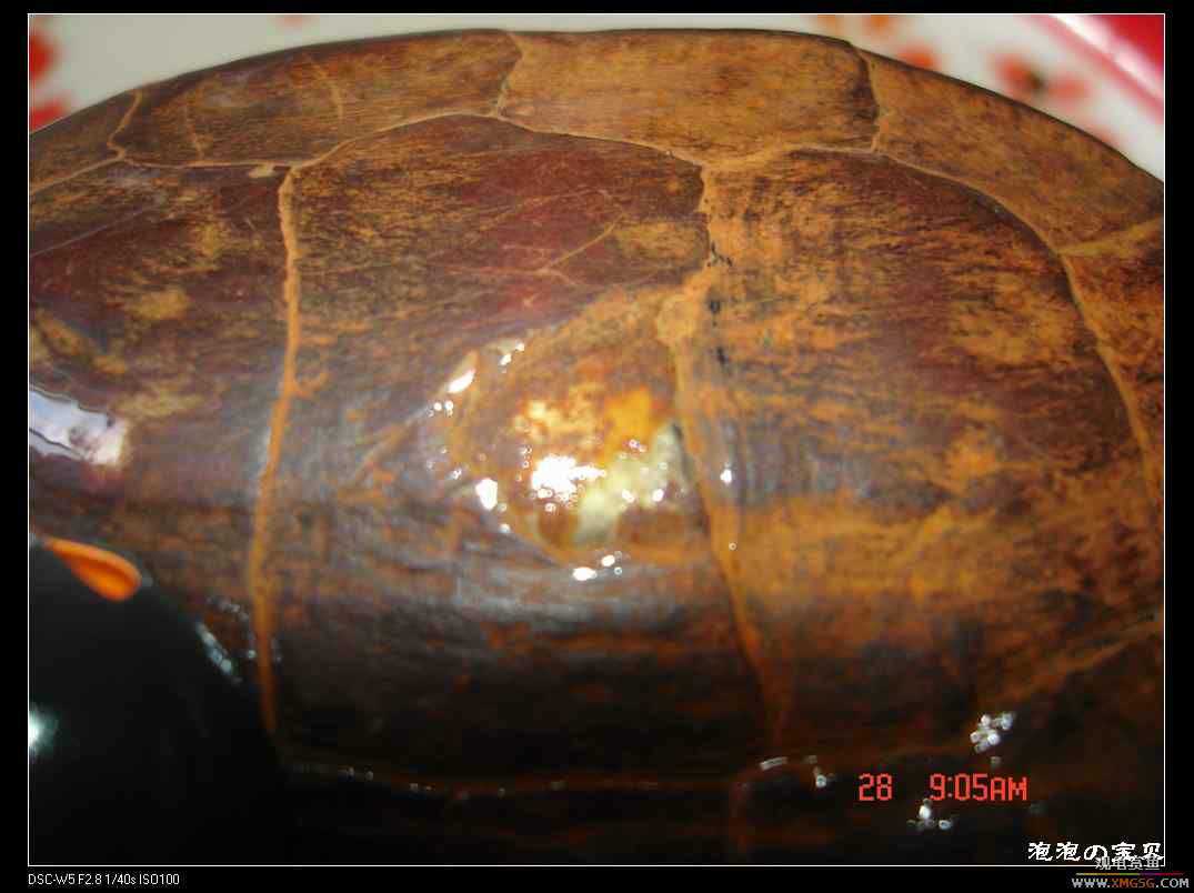 [��]070102 ���ˮ��Ұ��С����