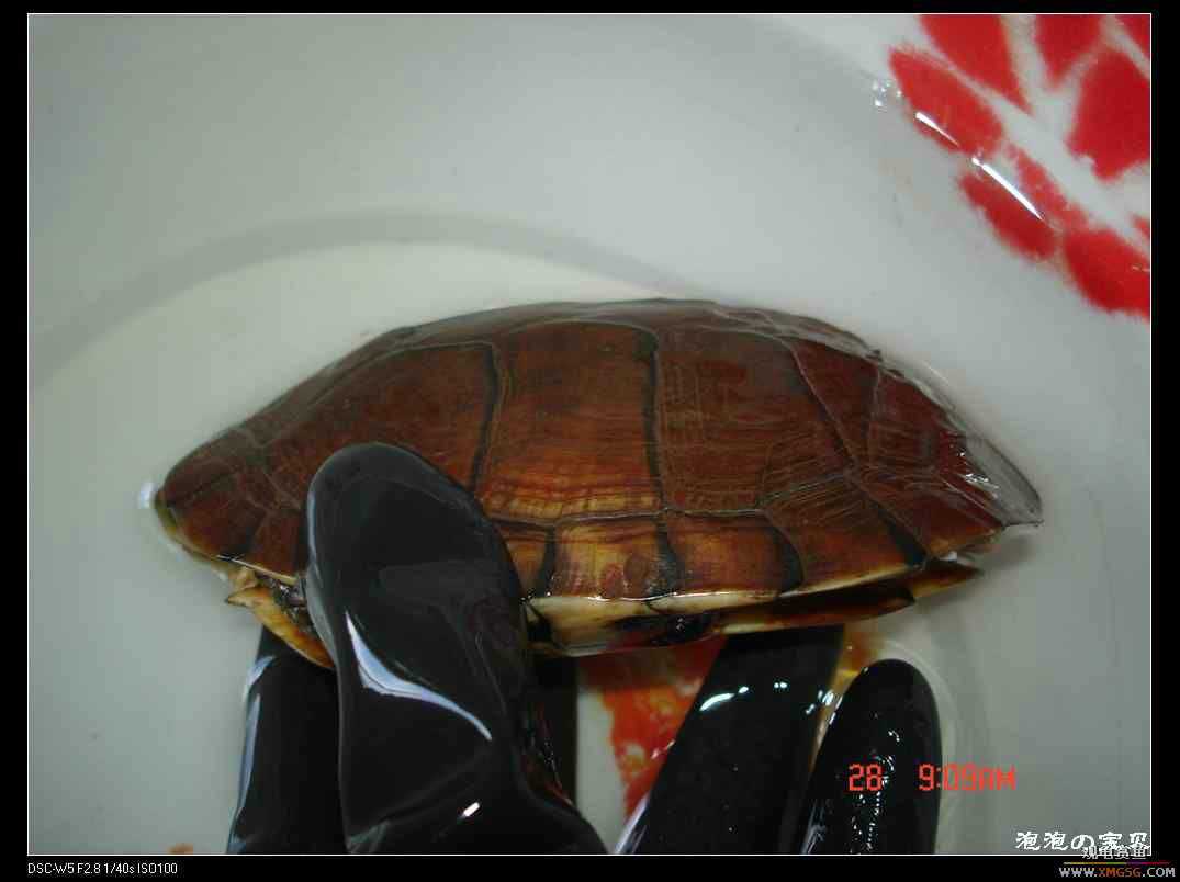 [��]070103 ��Ǵ���Ұ��С����