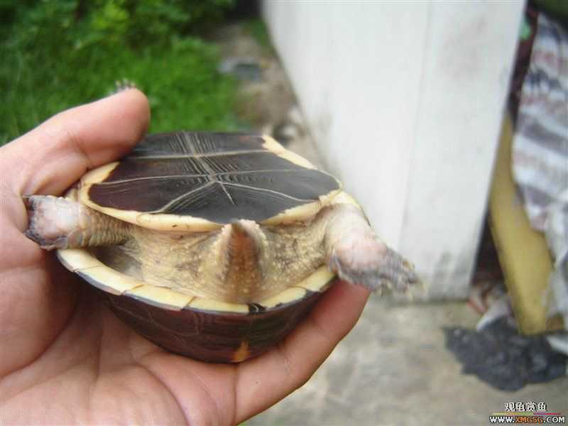 [��ͼ]����ֻż��СԵ����