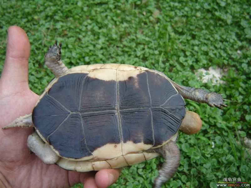 [��ͼ]����ֻż��СԵ����