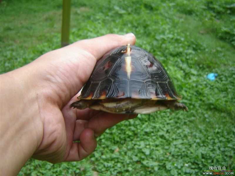 [��ͼ]����ֻż��СԵ����