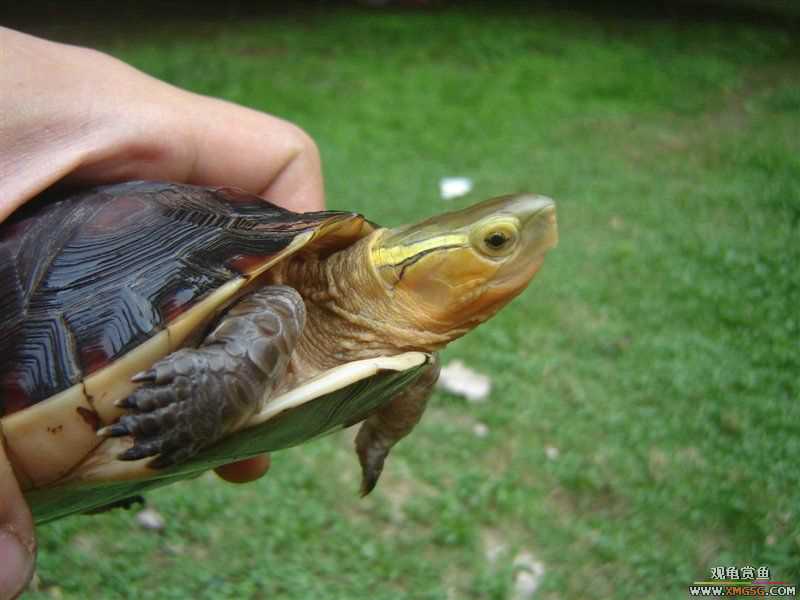 [��ͼ]����ֻż��СԵ����