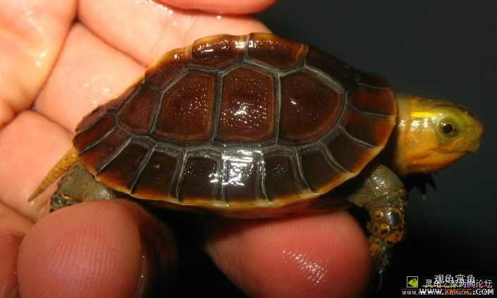 [��ͼ]����ֻż��СԵ����