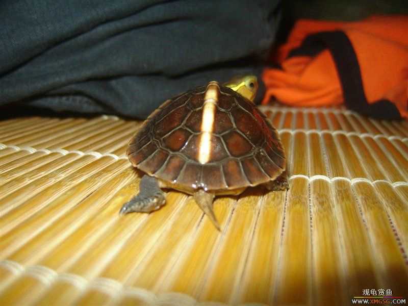 [��ͼ]����ֻż��СԵ����