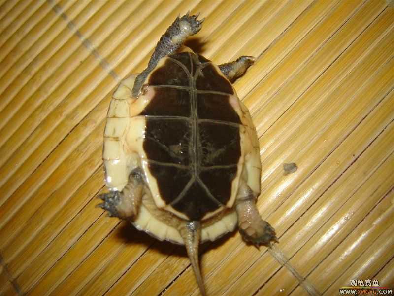 [��ͼ]����ֻż��СԵ����