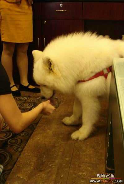 [ԭ��]����&����ʯʨһ����,�����˾�Υ��BELL��LEO