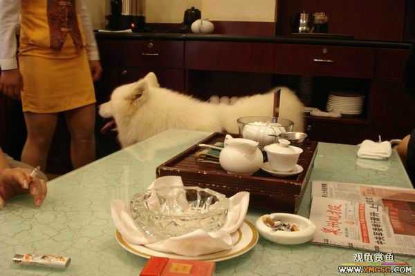 [ԭ��]����&����ʯʨһ����,�����˾�Υ��BELL��LEO