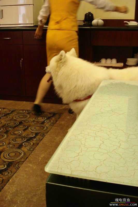 [ԭ��]����&����ʯʨһ����,�����˾�Υ��BELL��LEO