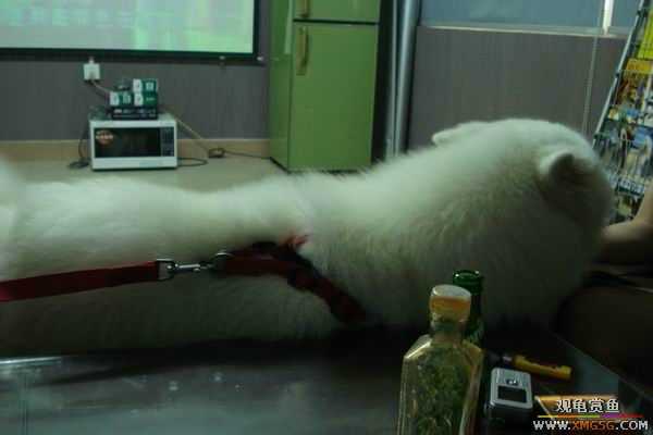 [ԭ��]����&����ʯʨһ����,�����˾�Υ��BELL��LEO