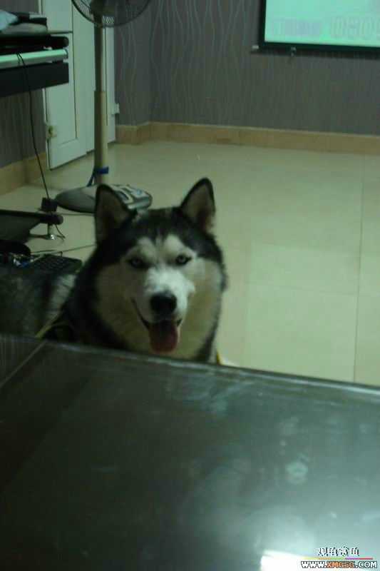 [ԭ��]����&����ʯʨһ����,�����˾�Υ��BELL��LEO