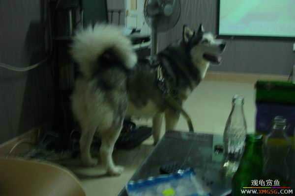 [ԭ��]����&����ʯʨһ����,�����˾�Υ��BELL��LEO