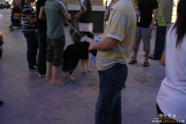 [ԭ��]����&����ʯʨһ����,�����˾�Υ��BELL��LEO