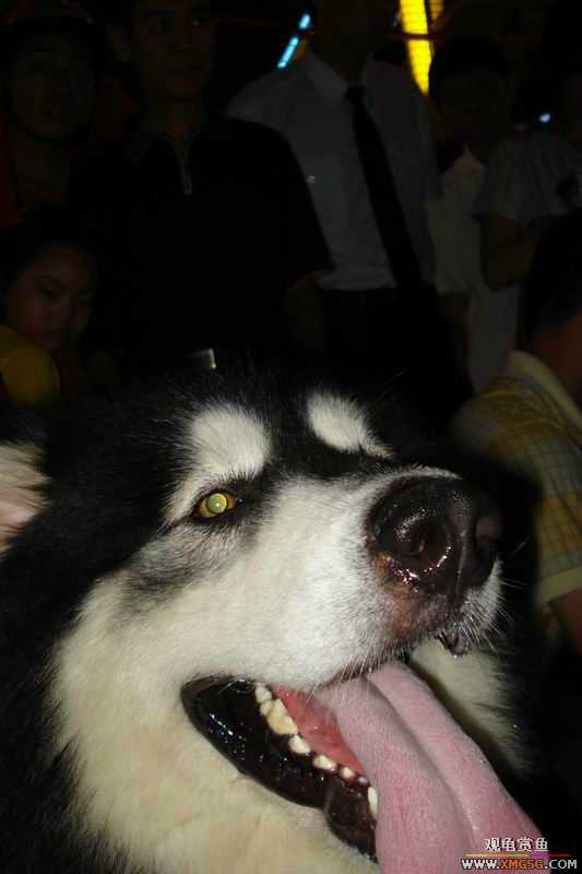 [ԭ��]����&����ʯʨһ����,�����˾�Υ��BELL��LEO