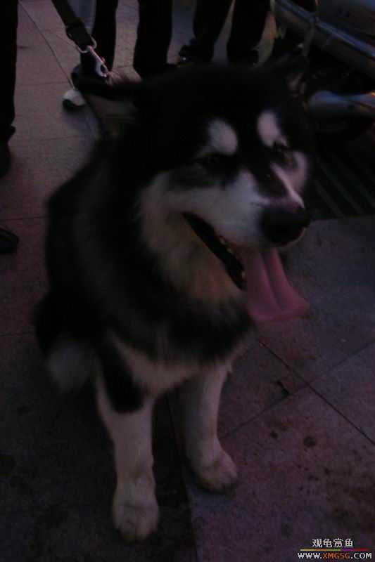 [ԭ��]����&����ʯʨһ����,�����˾�Υ��BELL��LEO