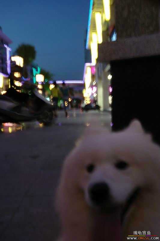 [ԭ��]����&����ʯʨһ����,�����˾�Υ��BELL��LEO