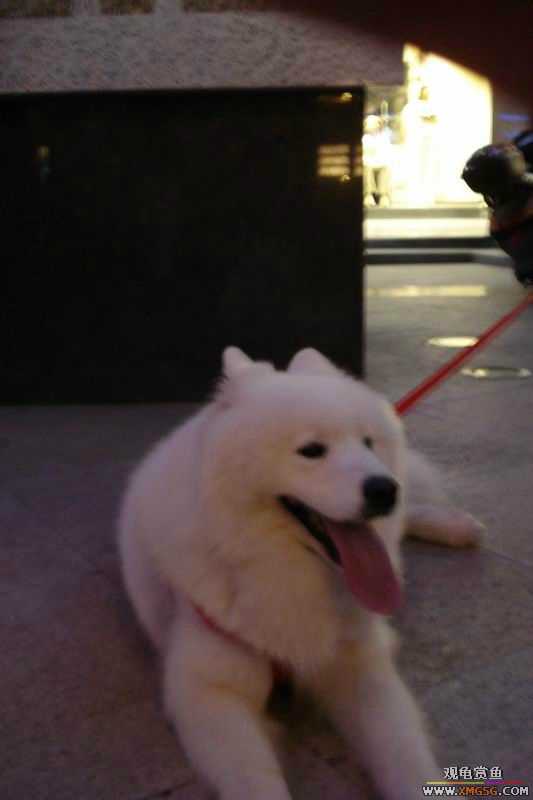 [ԭ��]����&����ʯʨһ����,�����˾�Υ��BELL��LEO