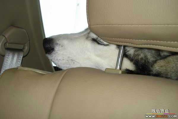 [ԭ��]����&����ʯʨһ����