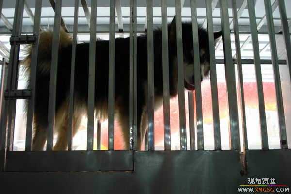 [ԭ��]����&����ʯʨһ����