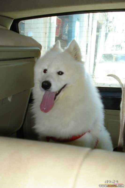 [ԭ��]����&����ʯʨһ����