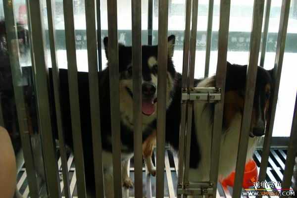 [ԭ��]����&����ʯʨһ����,�����˾�Υ��BELL��LEO