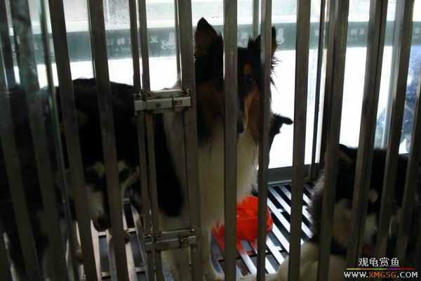 [ԭ��]����&����ʯʨһ����,�����˾�Υ��BELL��LEO