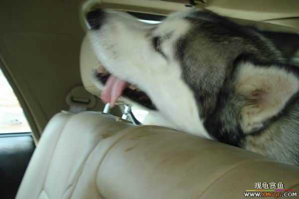 [ԭ��]����&����ʯʨһ����